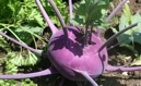 Kohlrabi